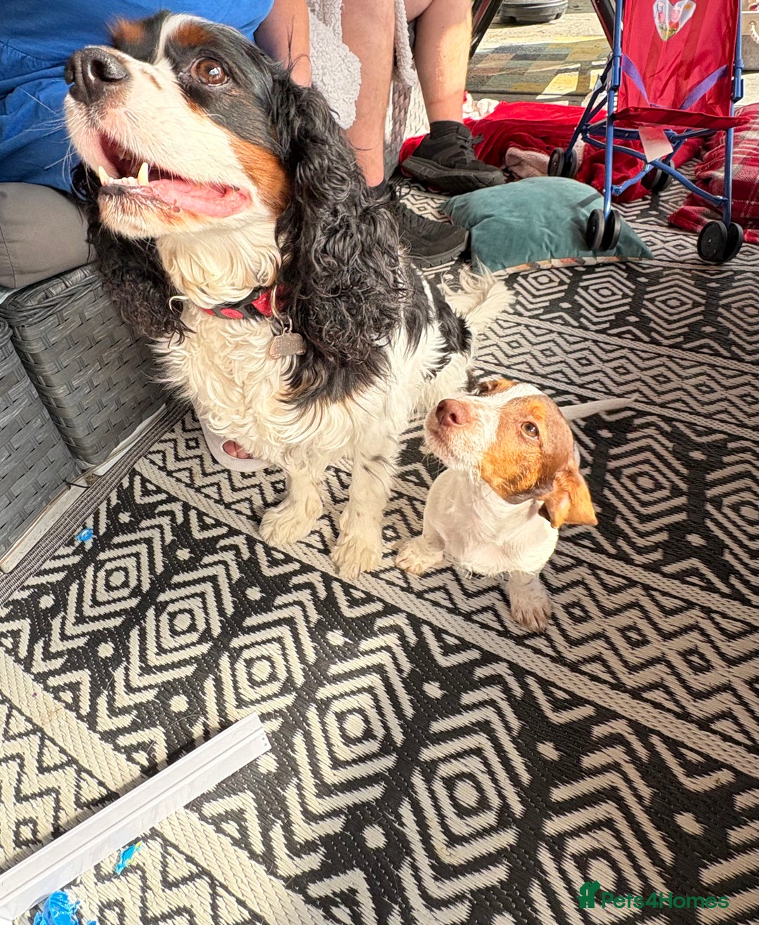 Mixed Breed dogs for sale: Gorgeous little boy dachshund cross jackrussell - Image 3
