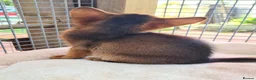 Abyssinian cats for sale: Pedigree tica reg Abyssinians - Advert 2