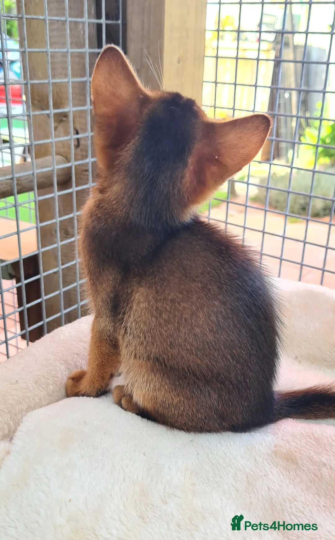 Abyssinian cats for sale: Pedigree tica reg Abyssinians - Advert 2