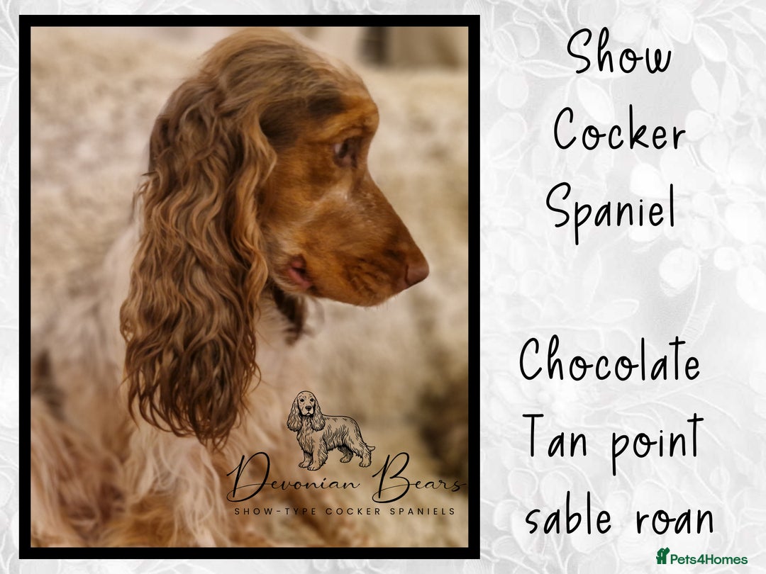 Cocker Spaniel dogs for sale: FULL Health Tested Show Line puppies due - Advert 4