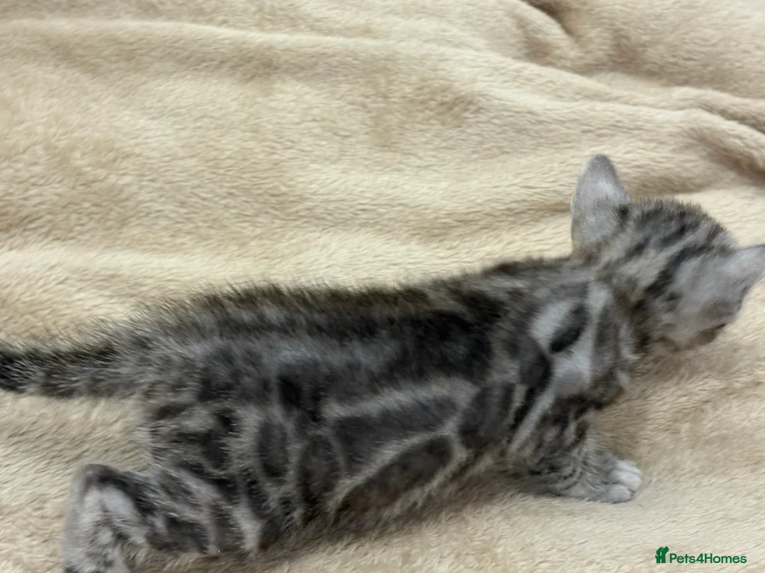 Bengal cats for sale: Adorable Bengal Babies Looking for Forever Homes - Advert 4