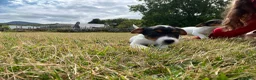 Jack Russell dogs for sale: Gorgeous Jack Russell Puppies  - Advert 22