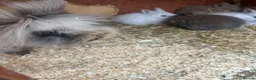 Mixed Breed rabbits for sale: Baby bunnies  - Advert 2