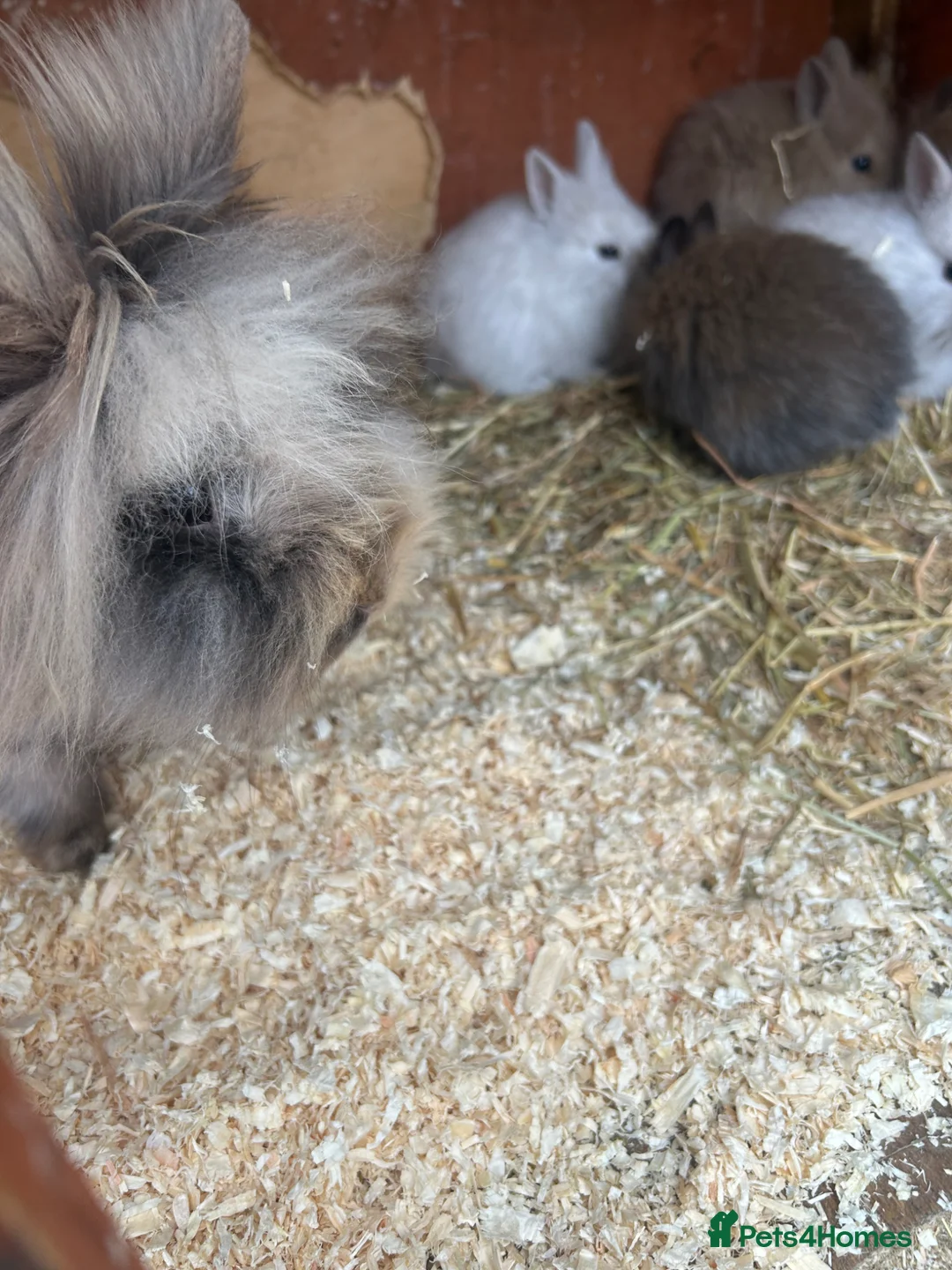 Mixed Breed rabbits for sale: Baby bunnies  - Advert 2