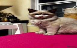 Ragdoll cats for sale: Chunky seal bicolour kitten - Image 3