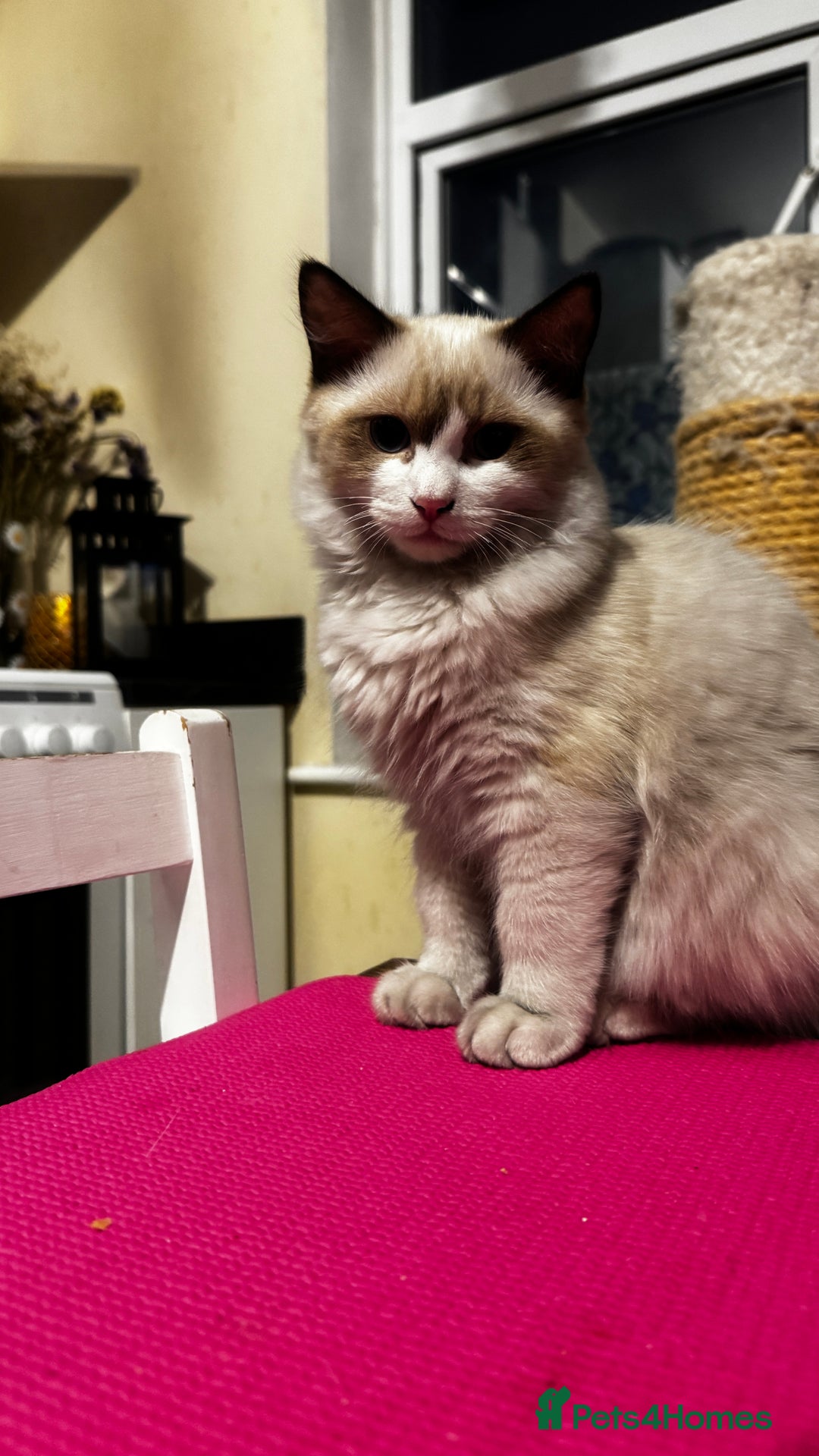 Ragdoll cats for sale: Chunky seal bicolour kitten - Image 3