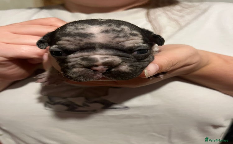 French Bulldog dogs - Advert 11