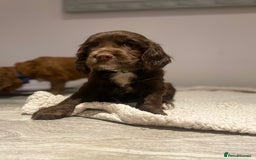 Cocker Spaniel dogs for sale: Working Cocker Spaniels  - Image 4
