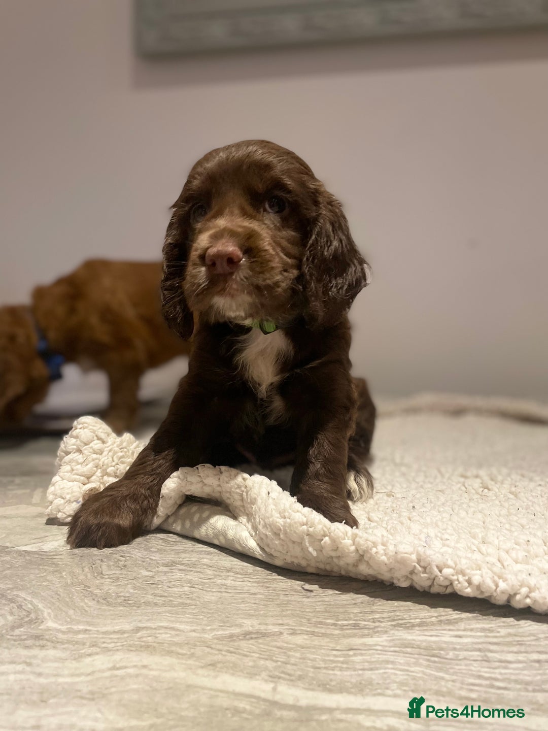 Cocker Spaniel dogs for sale: Working Cocker Spaniels  - Image 4