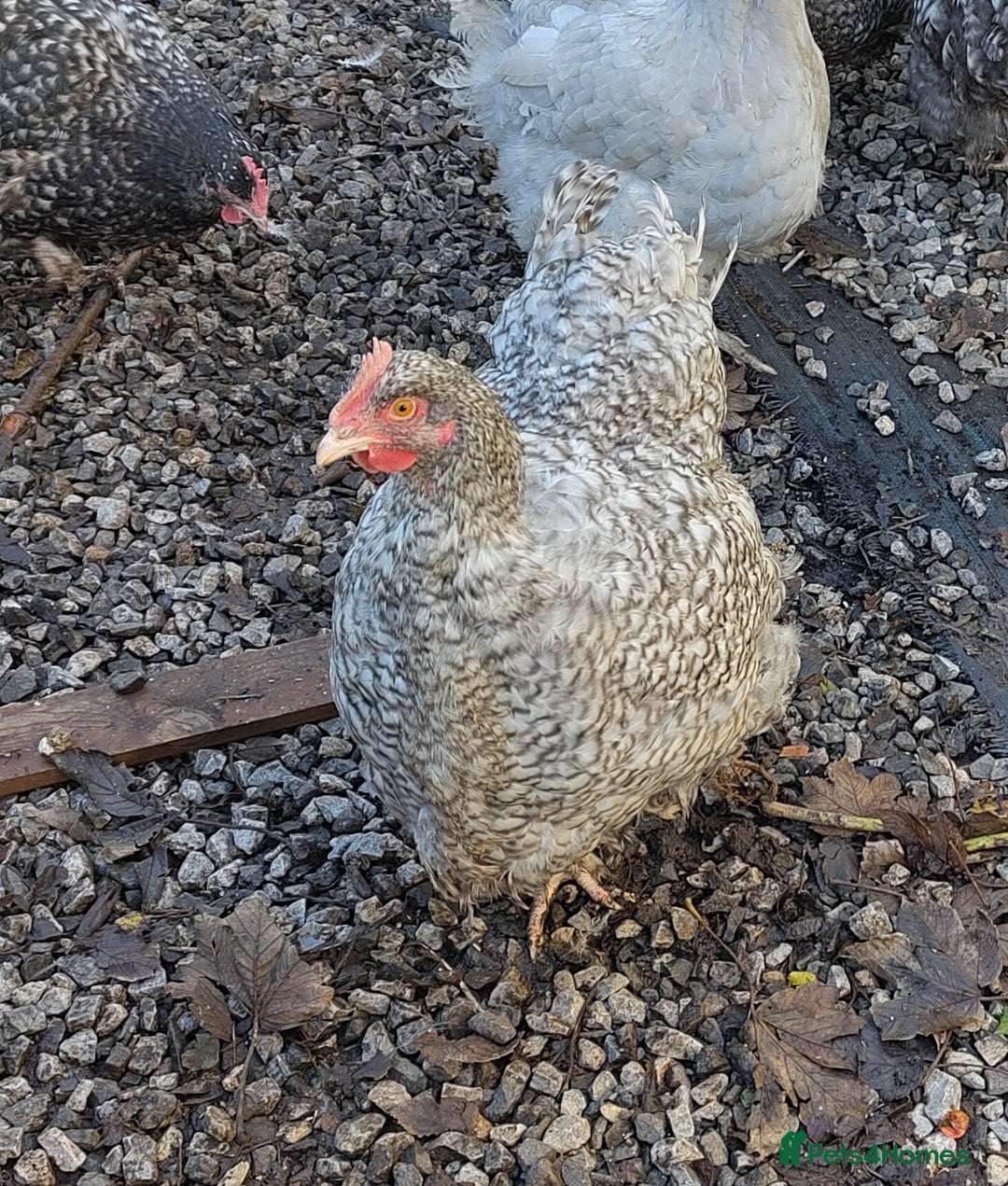 Chickens poultry for sale: Pair of Cuckoo Orpingtons - Advert 3