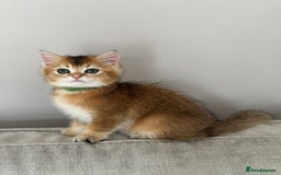 British Shorthair cats for sale: BSH Golden kittens  - Image 5