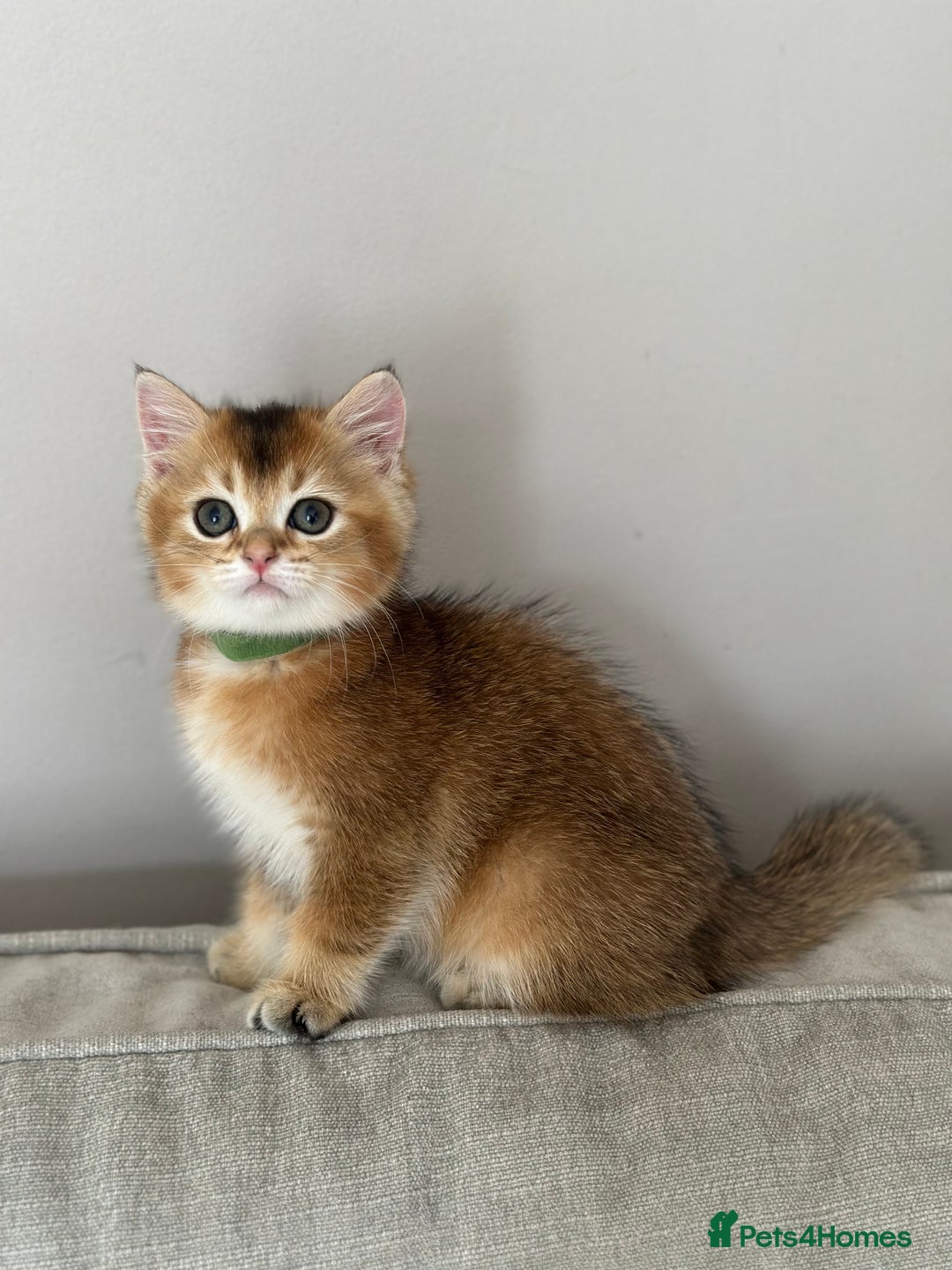 British Shorthair cats for sale: BSH Golden kittens  - Image 5