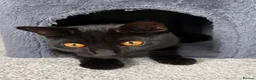 Domestic Shorthair cats for sale: Teddy - 1 year old male cat - Advert 3