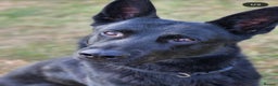 German Shepherd dogs for stud: PROVEN- BLACK-GERMAN SHEPHERD AVAILABLE FOR STUD in Walsall - Advert 2