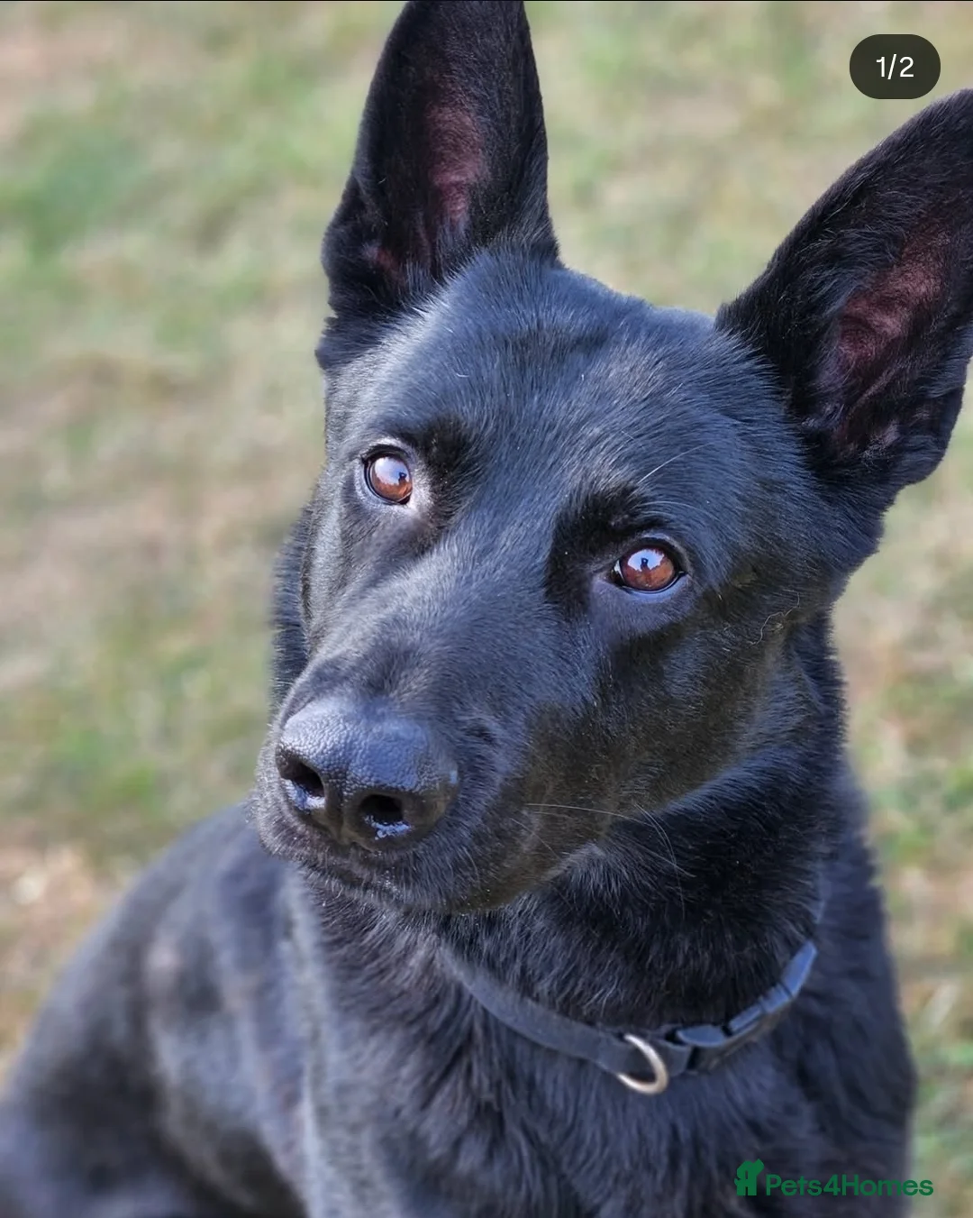 German Shepherd dogs for stud: PROVEN- BLACK-GERMAN SHEPHERD AVAILABLE FOR STUD in Walsall - Advert 2