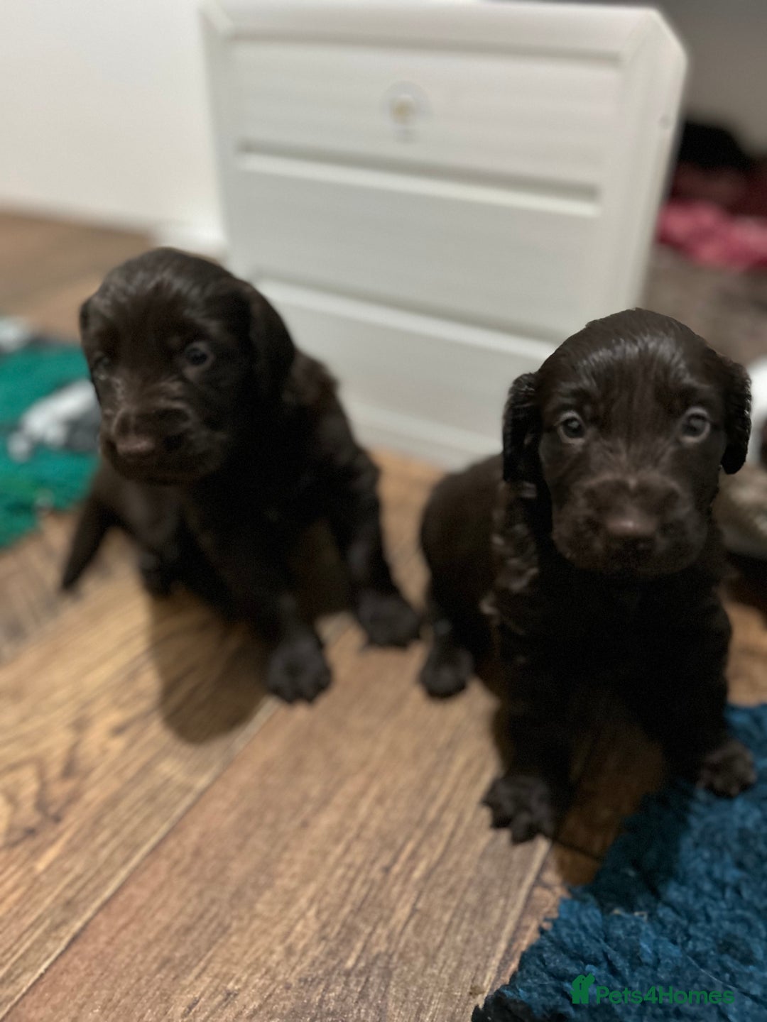 Flat coated Retriever dogs for sale: Beautiful litter of liver flatcoat puppies  - Advert 5