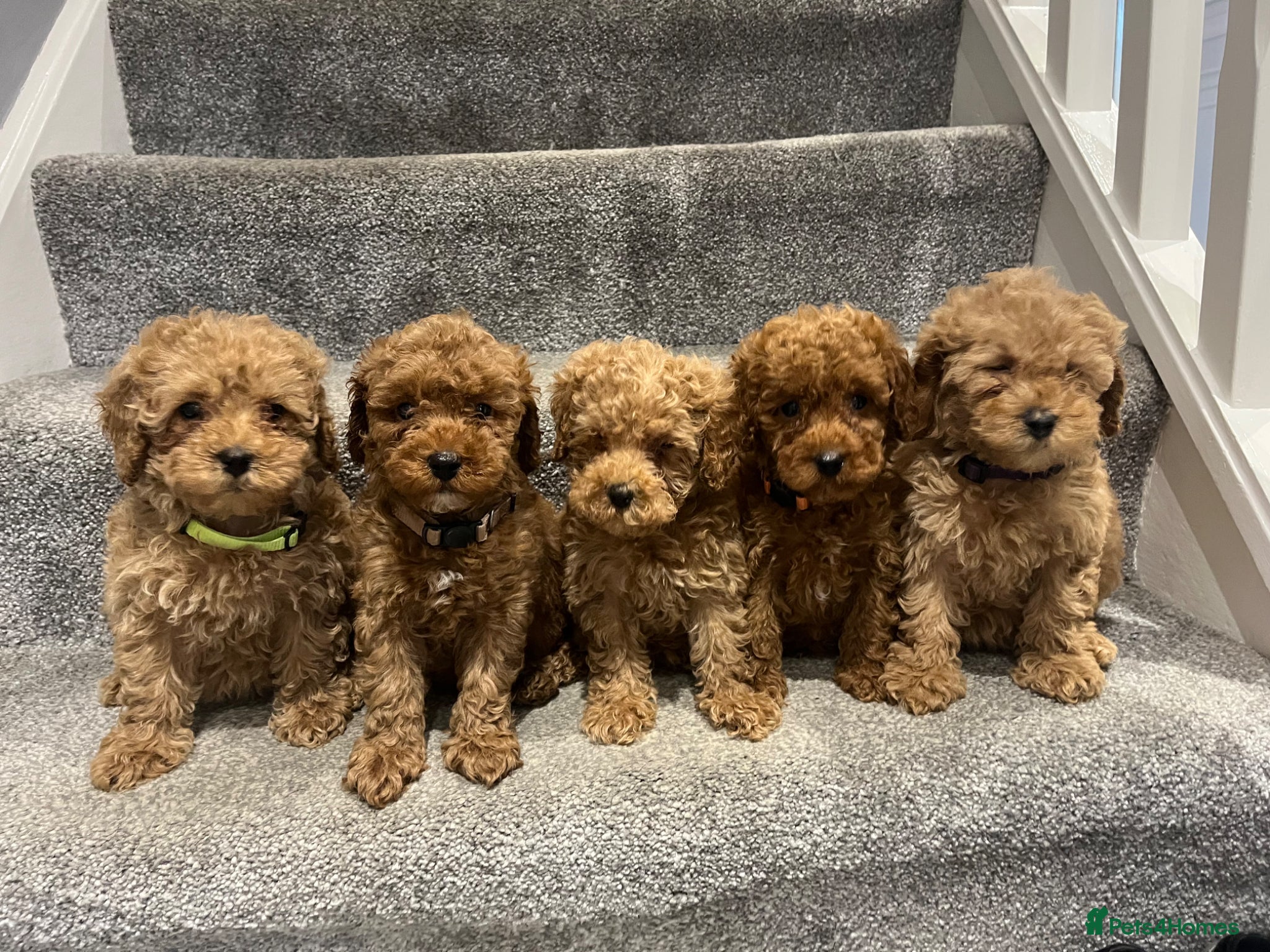Cavapoo dogs Beautiful F1BB Toy cavapoo - Advert 1