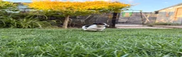 Jack Russell dogs for sale: Last Boy Jack Russell Puppies  - Advert 5