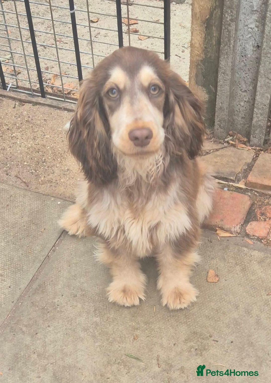 Cocker Spaniel dogs for sale: Show Cocker Chocolate Sable Roan GIRL 8m - Advert 3