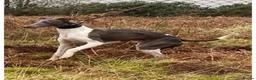 Whippet dogs for sale: Beautiful litter of pedigree whippets  - Advert 12