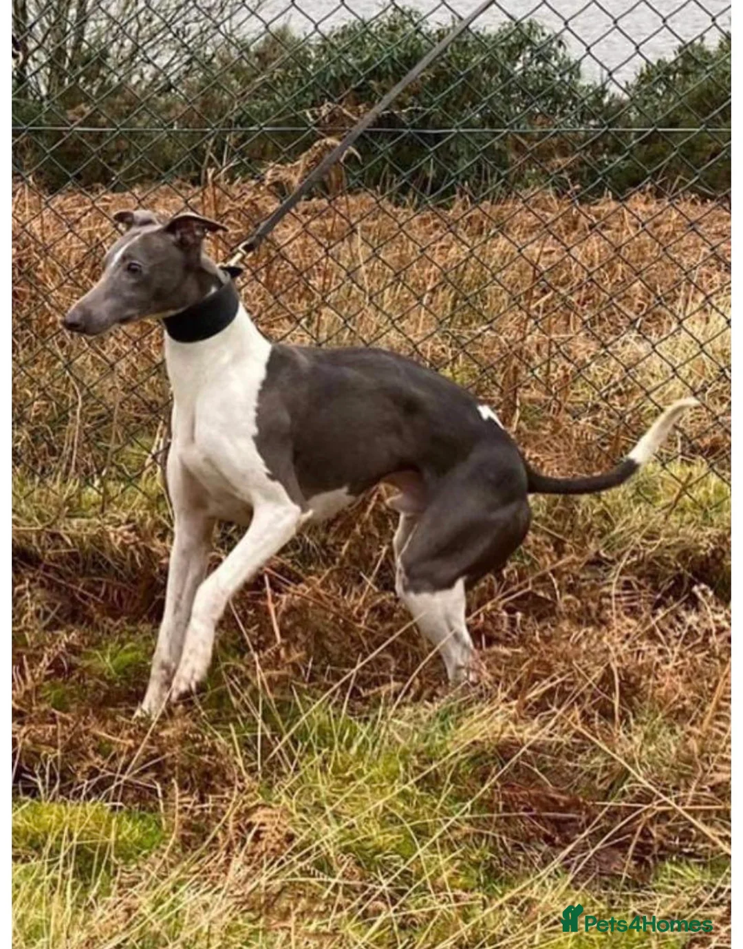 Whippet dogs for sale: Beautiful litter of pedigree whippets  - Advert 12