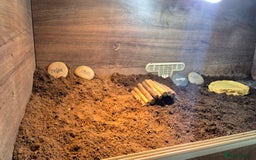 Hermann Tortoise reptiles for sale: Beautiful Hermann tortoise for sale  - Image 6