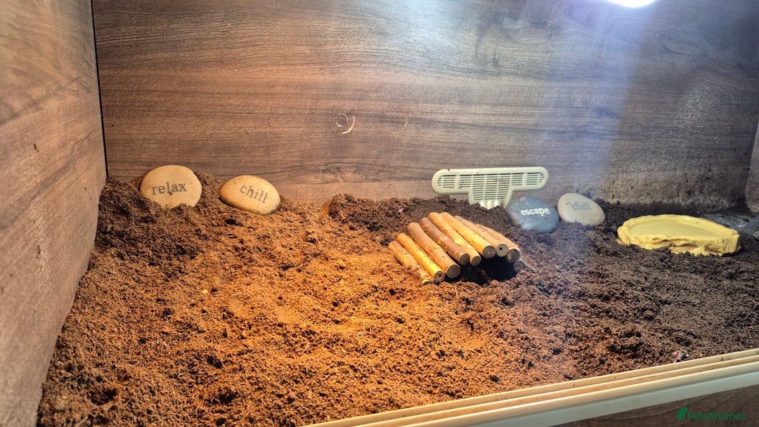 Hermann Tortoise reptiles for sale: Beautiful Hermann tortoise for sale  - Image 6