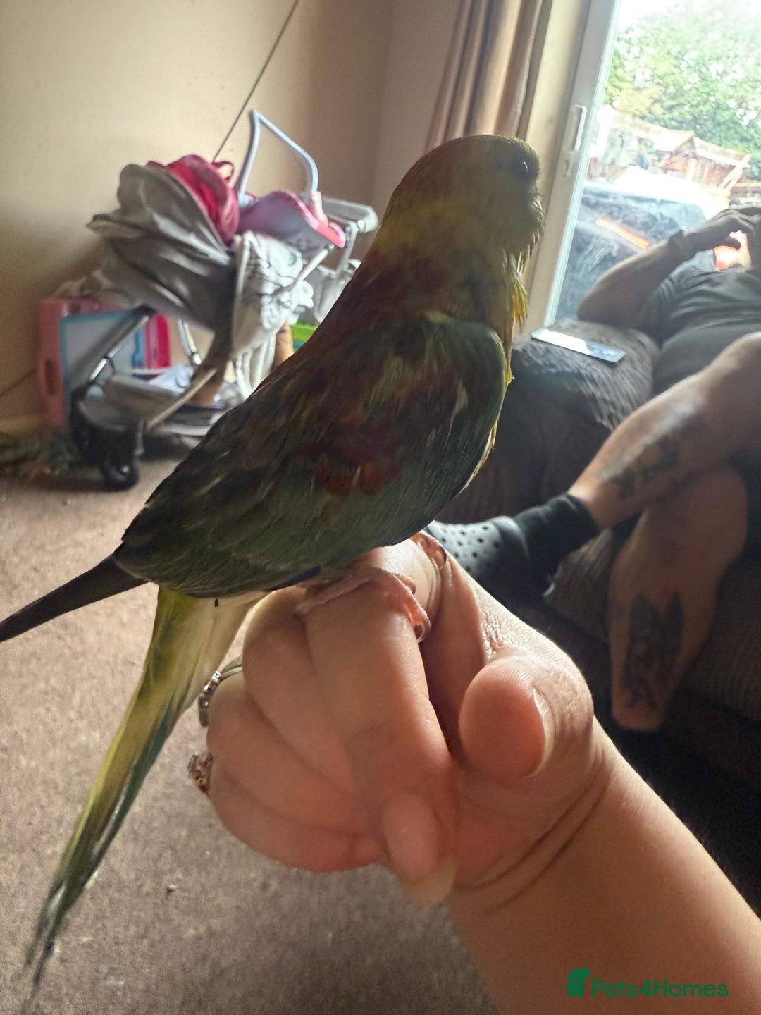 Parakeets birds for sale: Handreared and super tame red rump - Image 4