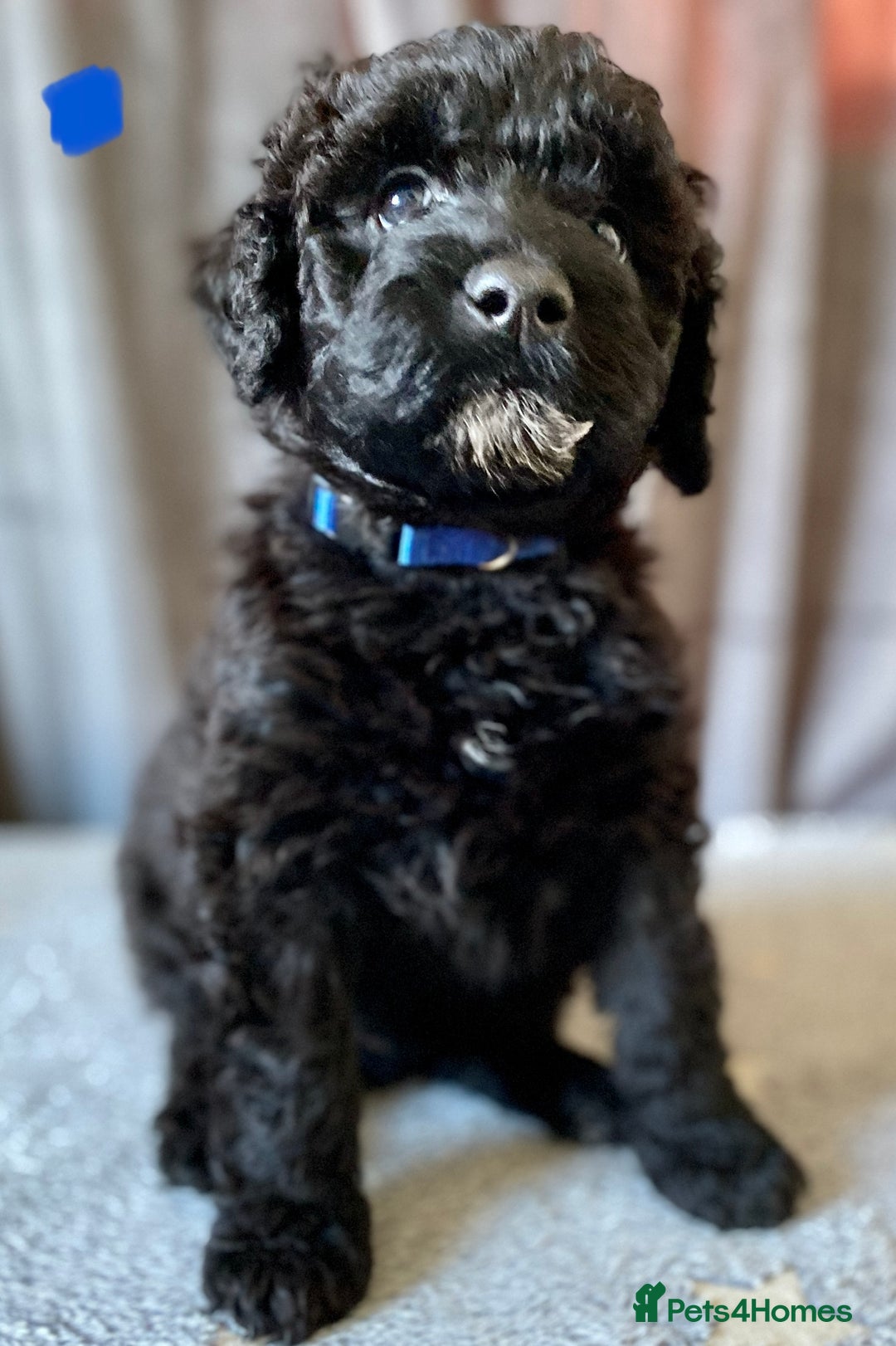 Portuguese Water Dog dogs for sale: Portuguese Water Dog Puppies For Sale - Image 21