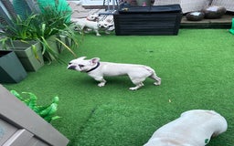 French Bulldog dogs for sale: Cream French bull dog  - Image 5