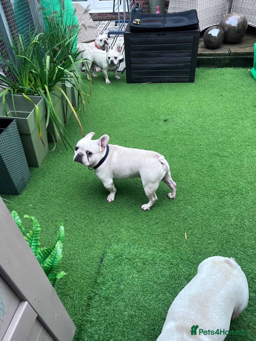 French Bulldog dogs for sale: Cream French bull dog  - Image 5