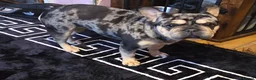 French Bulldog dogs for sale: French bulldog Rope nose  - Advert 8