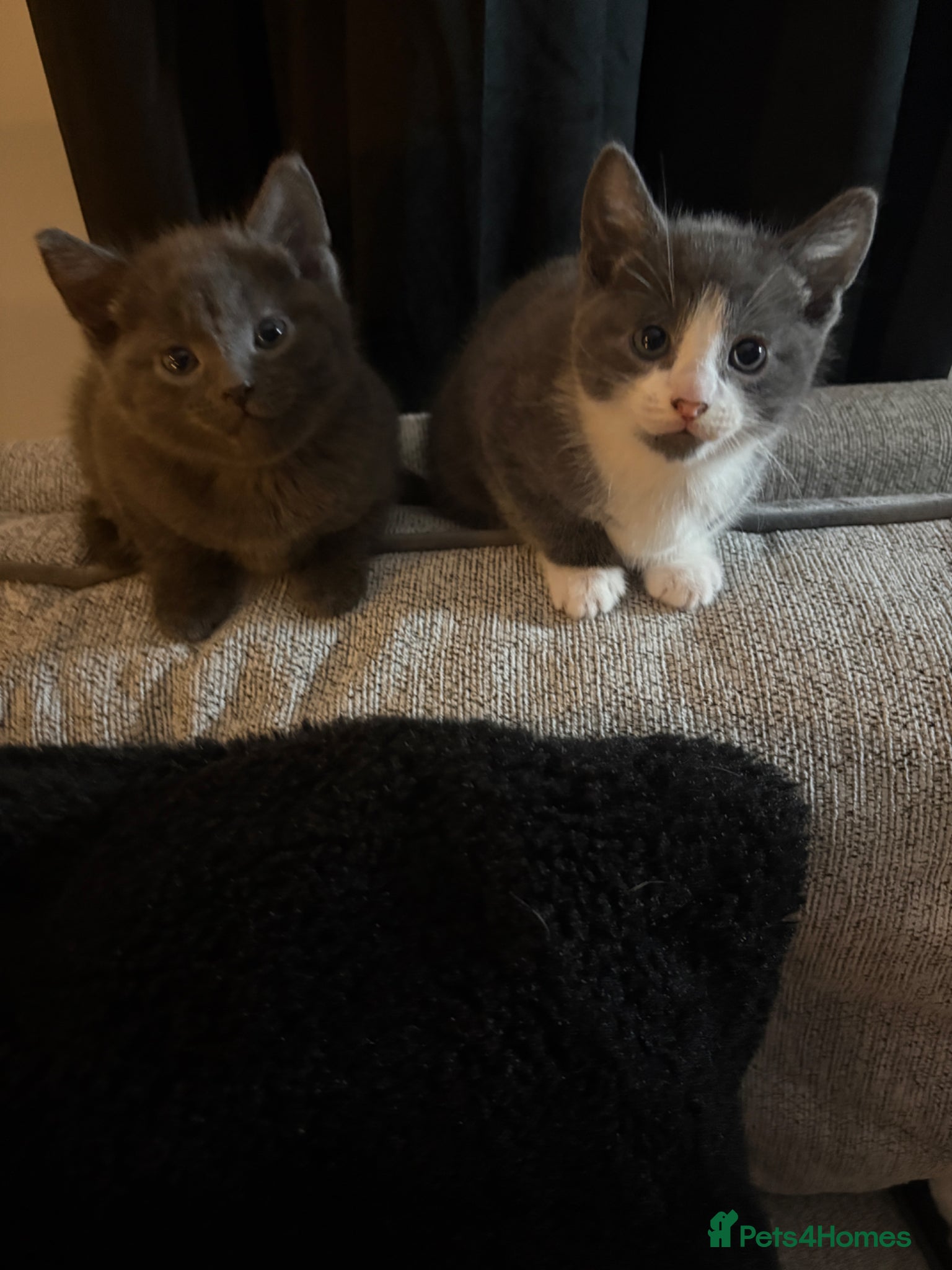 Russian Blue cats Russian blue X kittens  - Advert 16