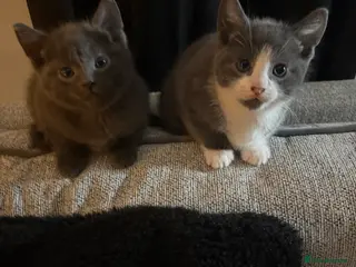 Russian Blue cats Russian blue X kittens - Advert 16