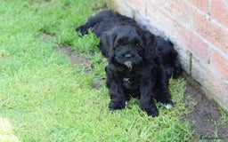 Cavapoo dogs for sale: Beautiful F1 Cavapoo puppies for sale - Image 30