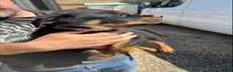 Rottweiler dogs for sale: rottweiller pups - Advert 5