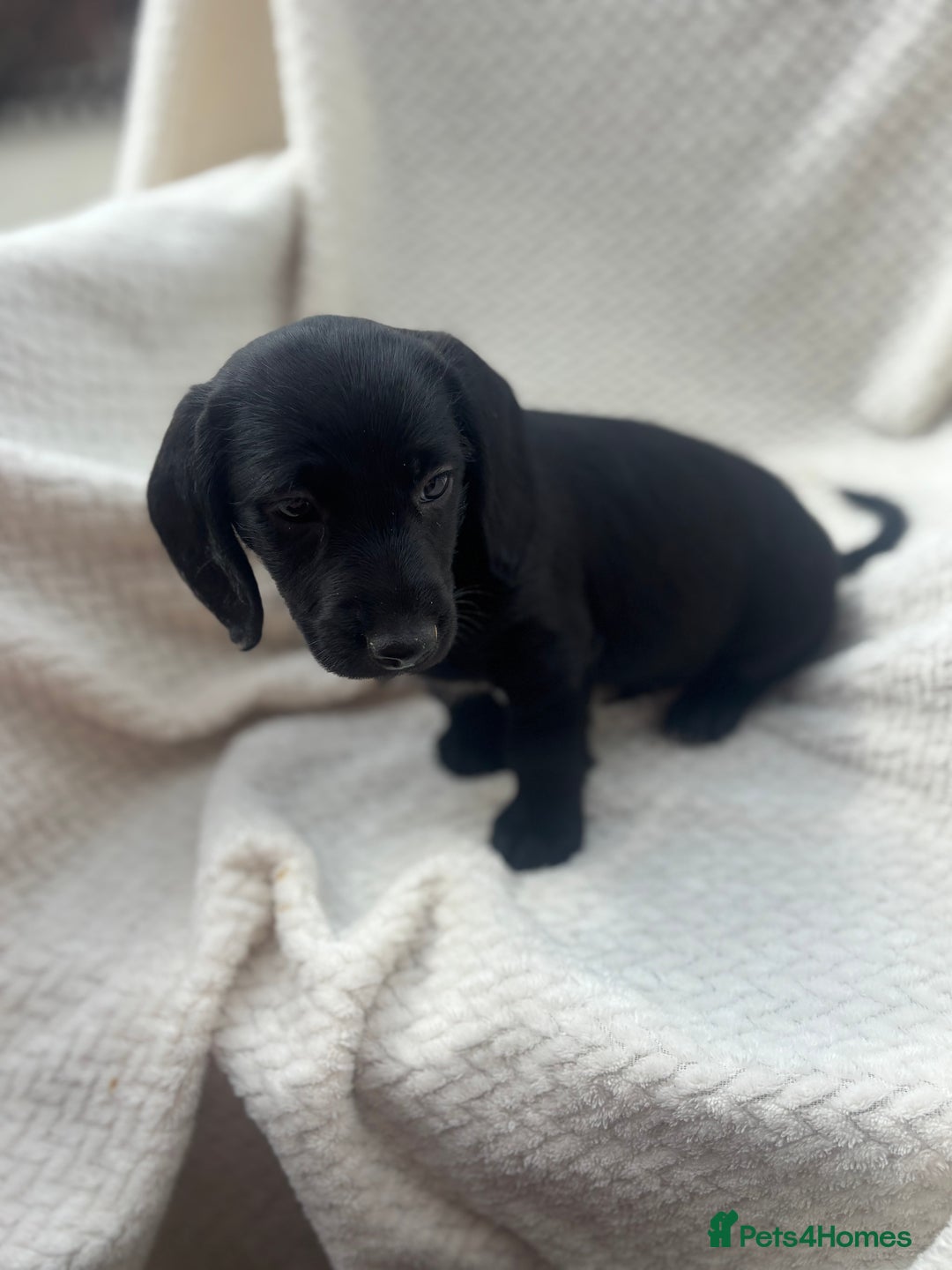 Mixed Breed dogs for sale: Dorkie puppies  - Image 9