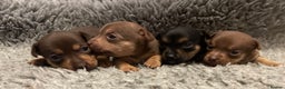 Jack Russell dogs for sale: Beautiful docked miniature Jack Russell puppies - Advert 15