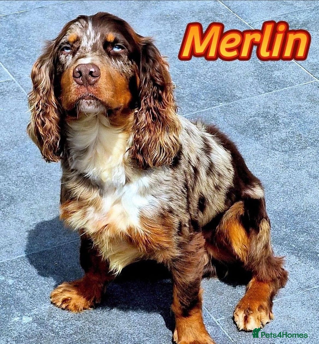 Cocker Spaniel dogs for stud: MERLIN…FOR STUD ONLY - Advert 2