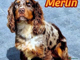 Cocker Spaniel dogs - Advert 3