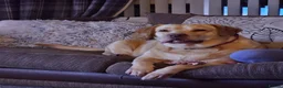 Labrador Retriever dogs for sale: 3 year old female labrador in Barnsley - Advert 4