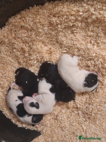 Jack Russell dogs - Advert 6