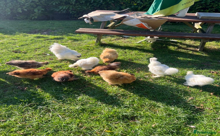 Chickens poultry - Advert 3
