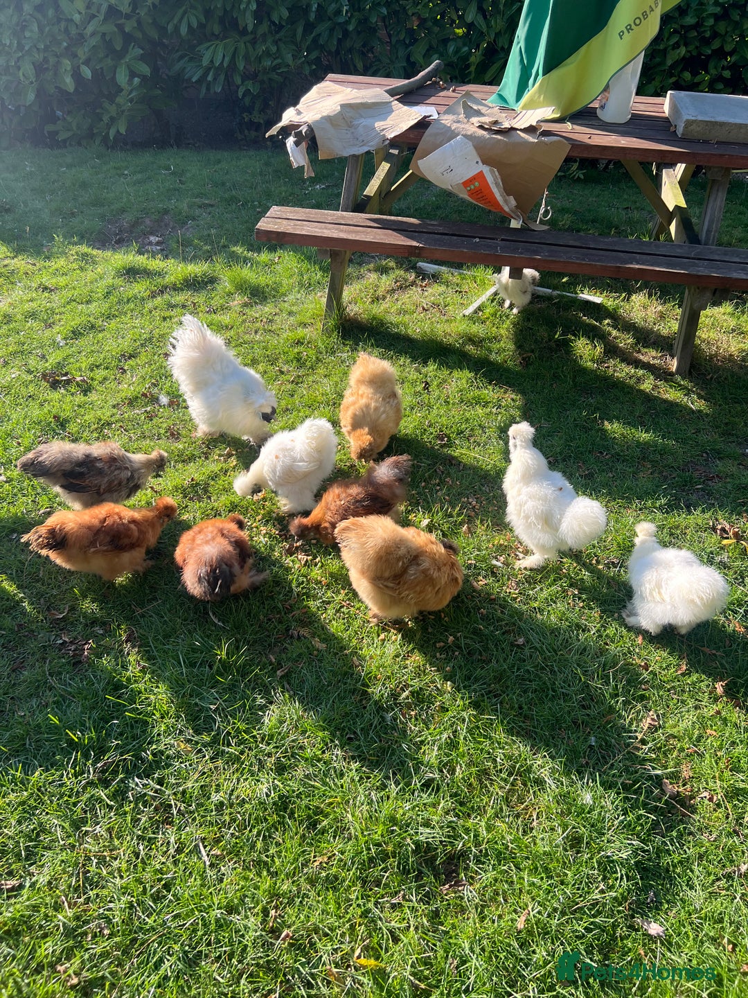Chickens poultry for sale: Silkie bantams - Image 1