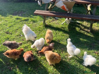 Chickens poultry - Advert 30
