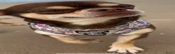 Chihuahua dogs for stud: Chocolate and tan chihuahua  - Advert 4