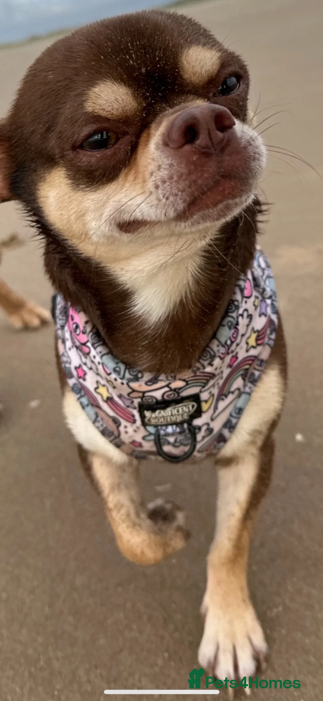 Chihuahua dogs for stud: Chocolate and tan chihuahua  - Advert 4