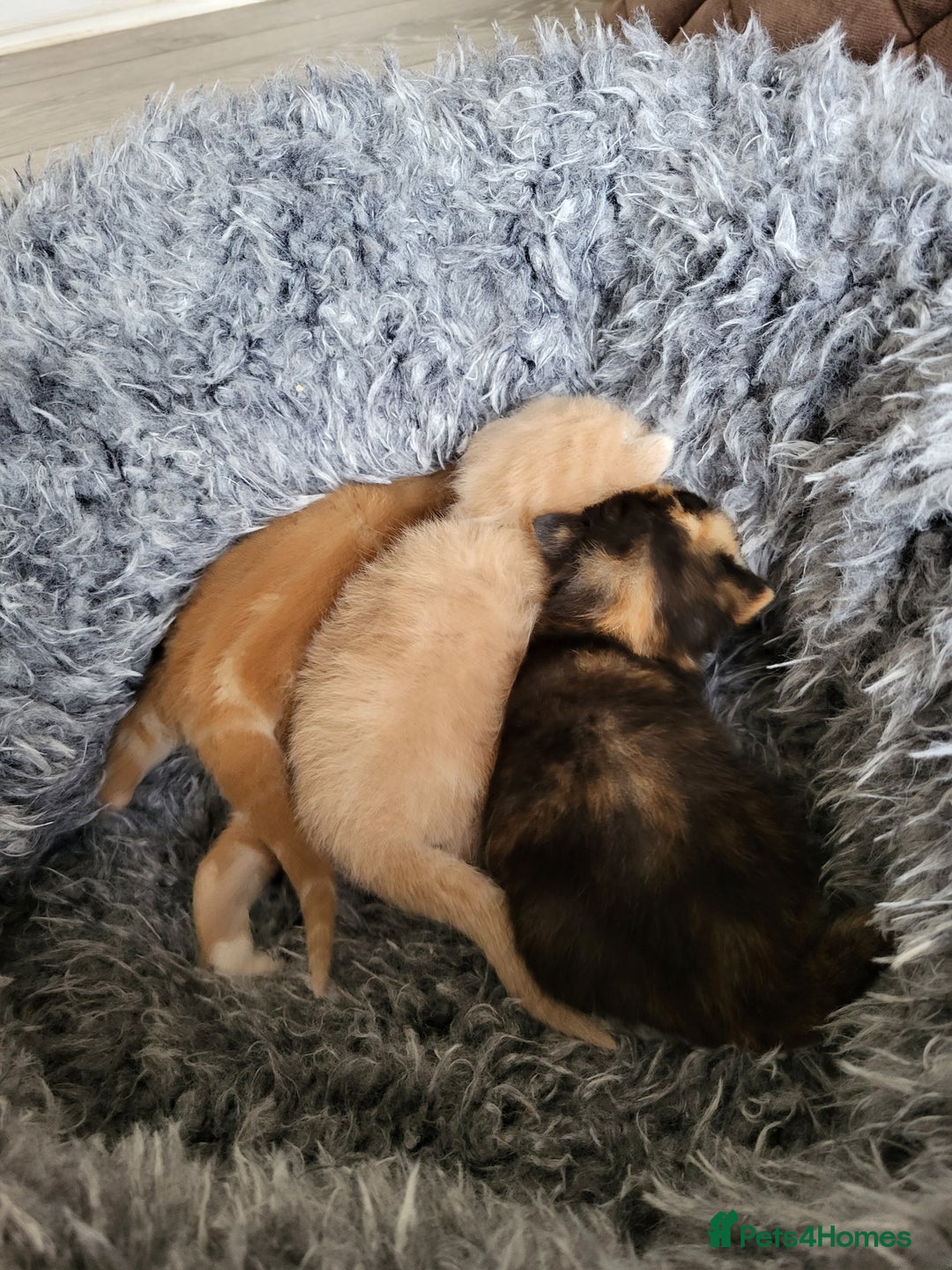 Mixed Breed cats for sale: 3 adorable kittens are looking for loving homes  - Advert 2