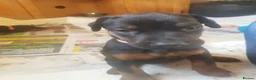 Dobermann dogs for sale: Adorable Doberman puppies  - Advert 27