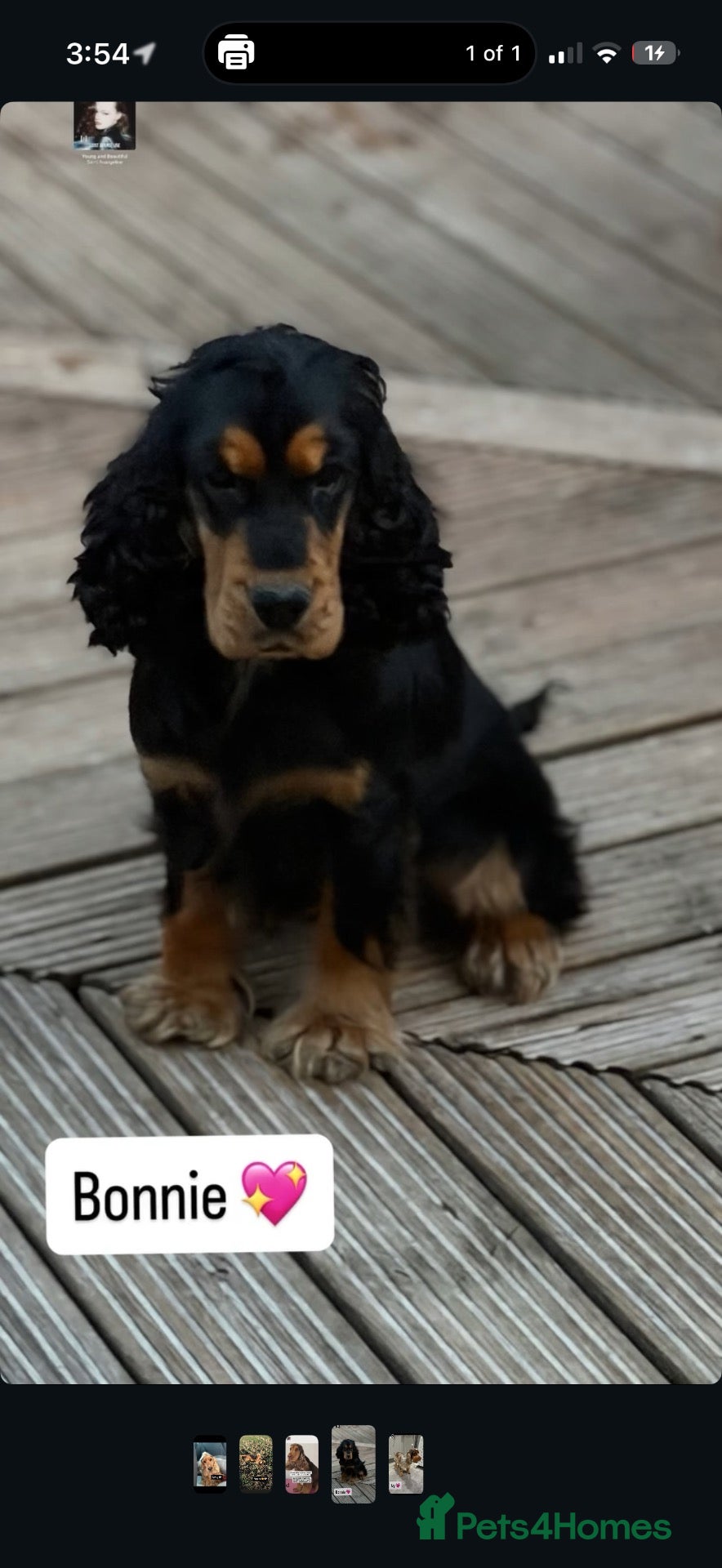 Cocker Spaniel dogs EXTENSIVELY health tested show cocker spaniel   - Advert 1